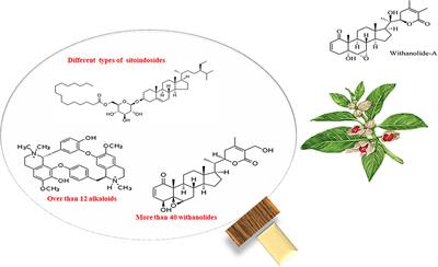 Promising prospective effects of Withania somnifera on broiler performance and carcass characteristics: A comprehensive review